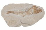 Cretaceous Fossil Fish - Lebanon #218831-1